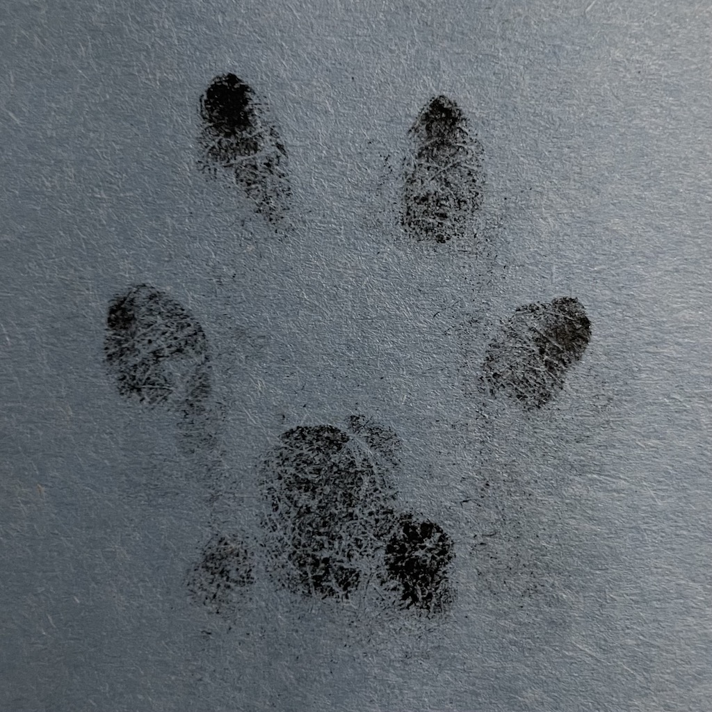 An ink print of Milo's paw.